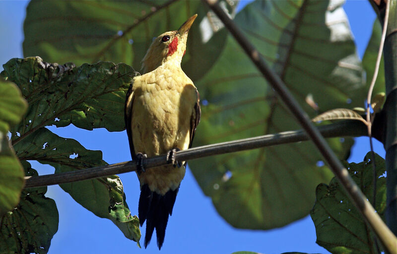 Cream-colored Woodpecker male