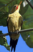 Cream-colored Woodpecker