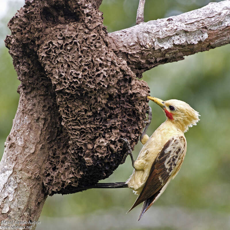 Cream-colored Woodpecker male adult, feeding habits, eats