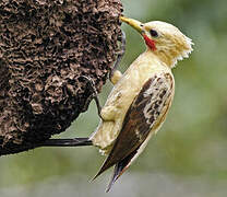 Pic jaune