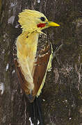 Cream-colored Woodpecker