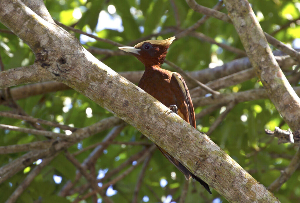 Chestnut Woodpecker