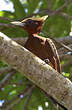 Pic mordoré