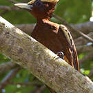Pic mordoré