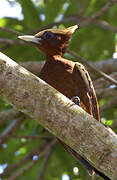 Chestnut Woodpecker