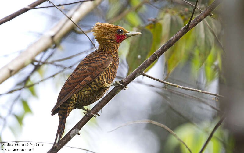 Waved Woodpecker male adult, identification, song