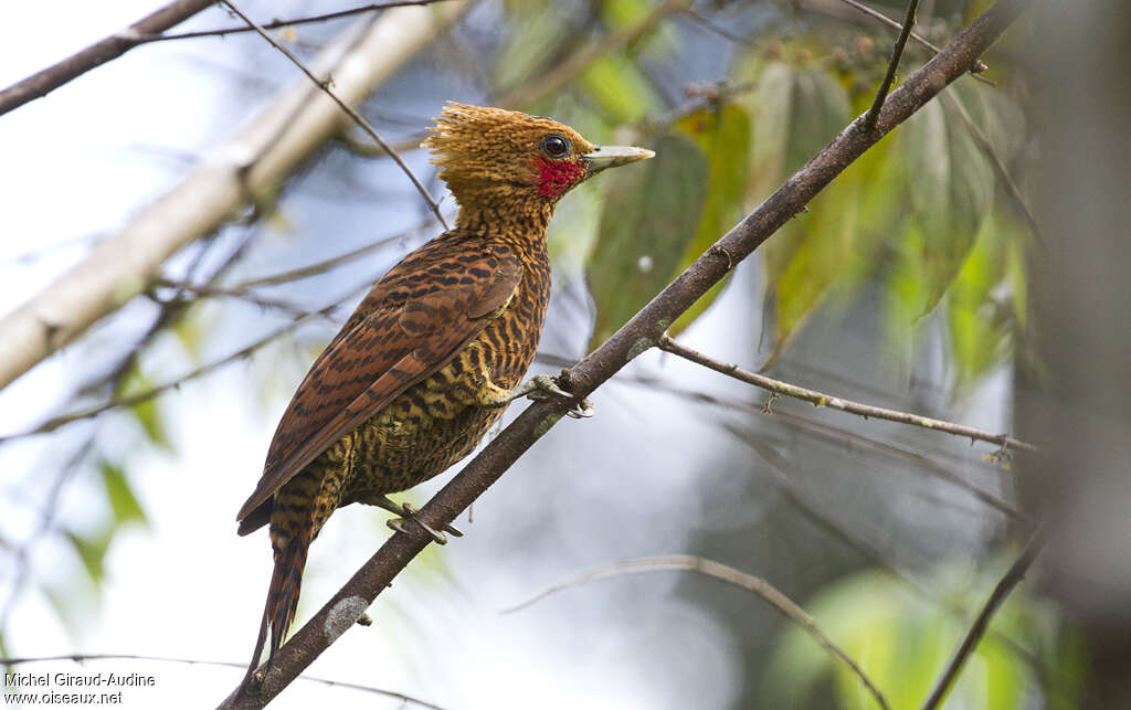 Waved Woodpecker male adult, identification, song