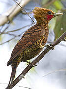 Waved Woodpecker