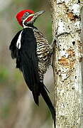 Lineated Woodpecker