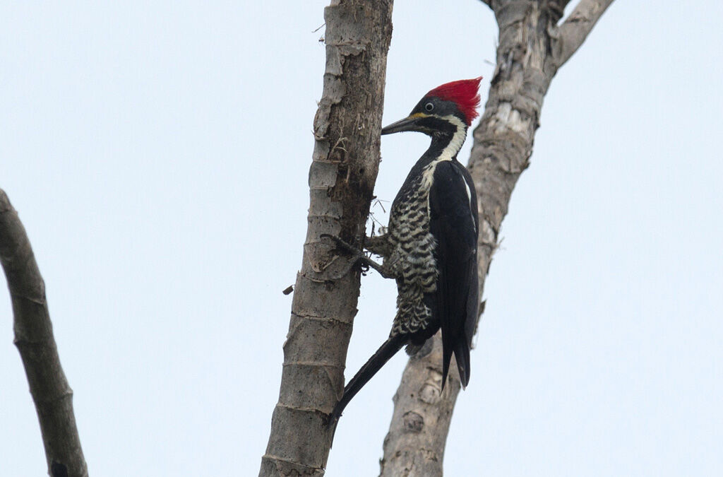 Lineated Woodpecker female adult