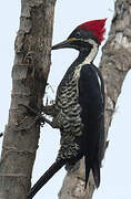 Lineated Woodpecker