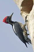 Lineated Woodpecker