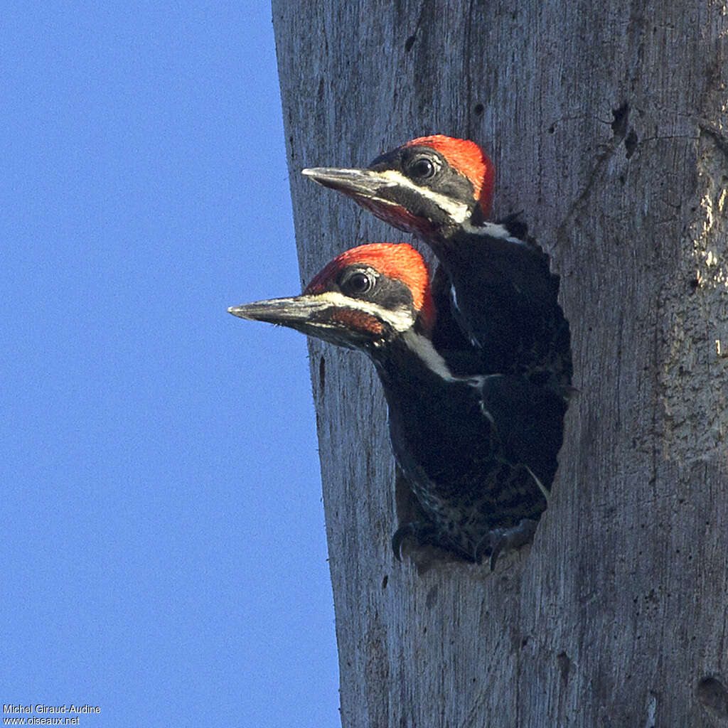 Lineated Woodpeckeradult, Reproduction-nesting