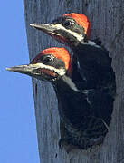 Lineated Woodpecker