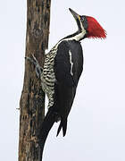 Lineated Woodpecker