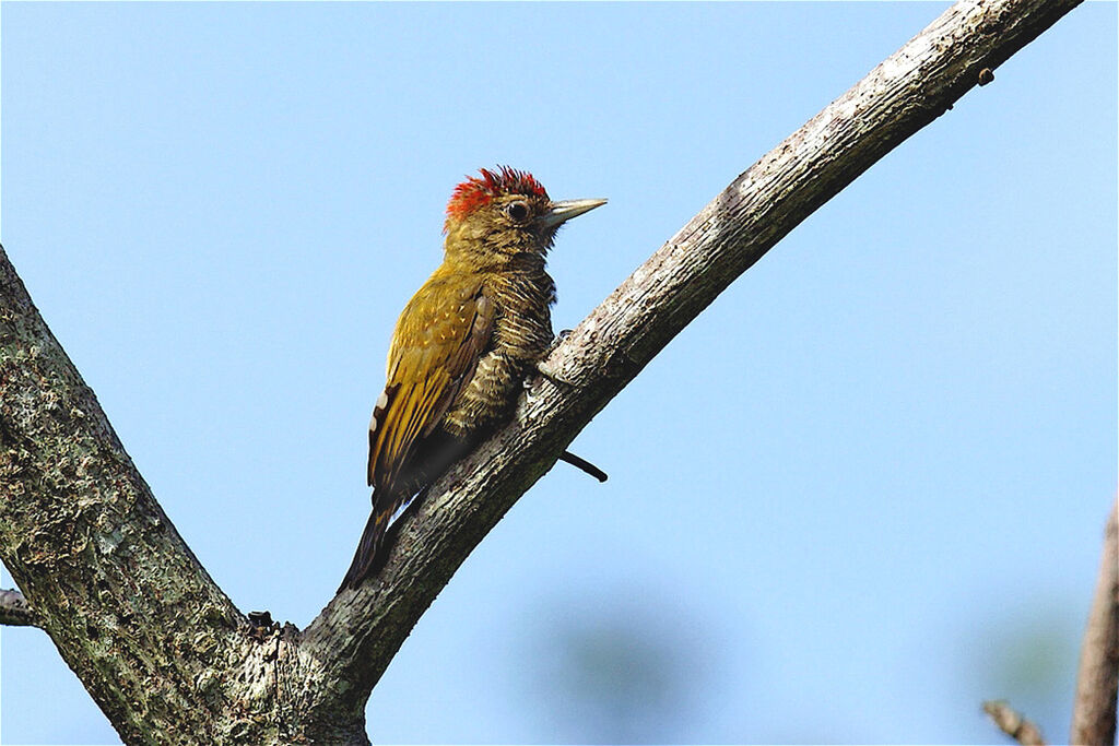 Little Woodpecker female adult, identification