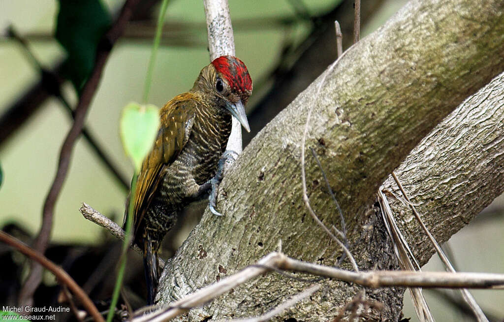 Little Woodpecker male immature, identification
