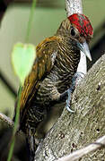 Little Woodpecker