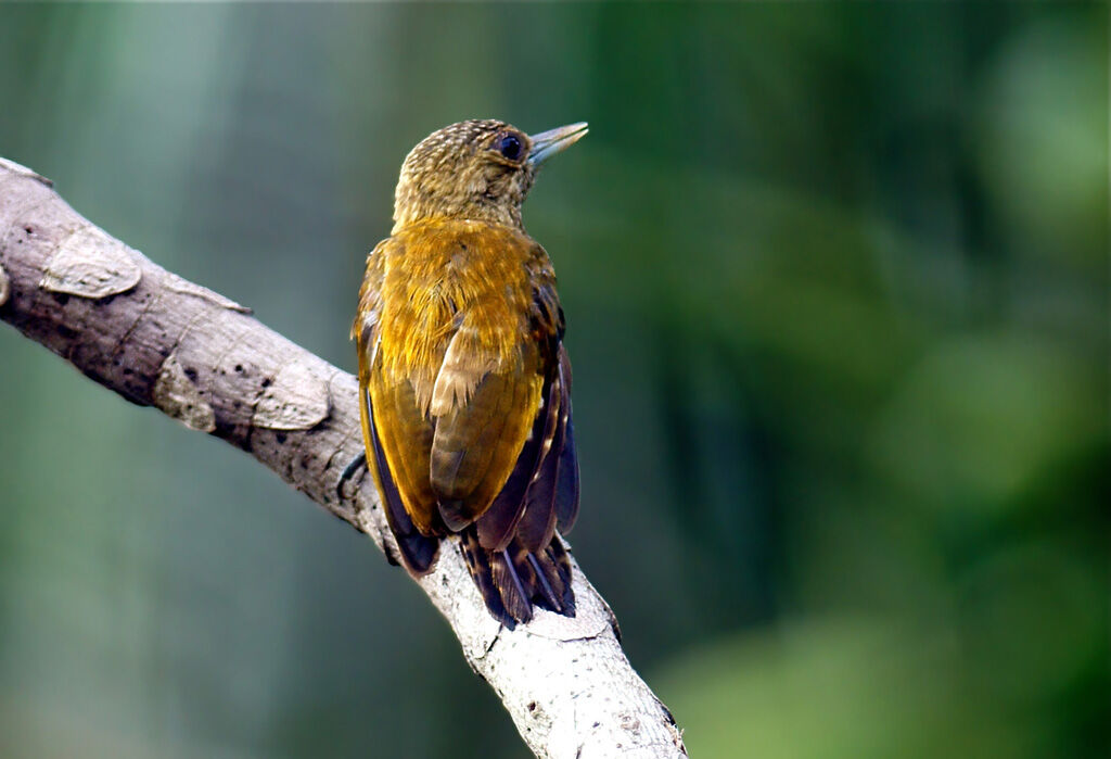 Little Woodpecker female