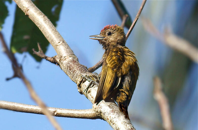 Little Woodpecker male juvenile