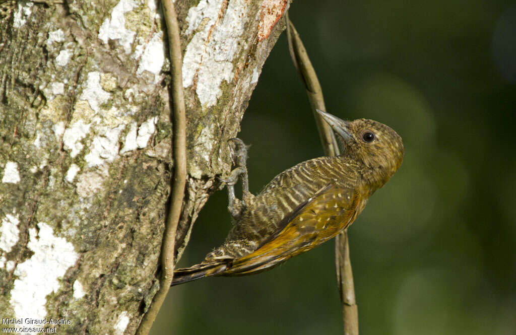 Pic passerin femelle adulte, identification