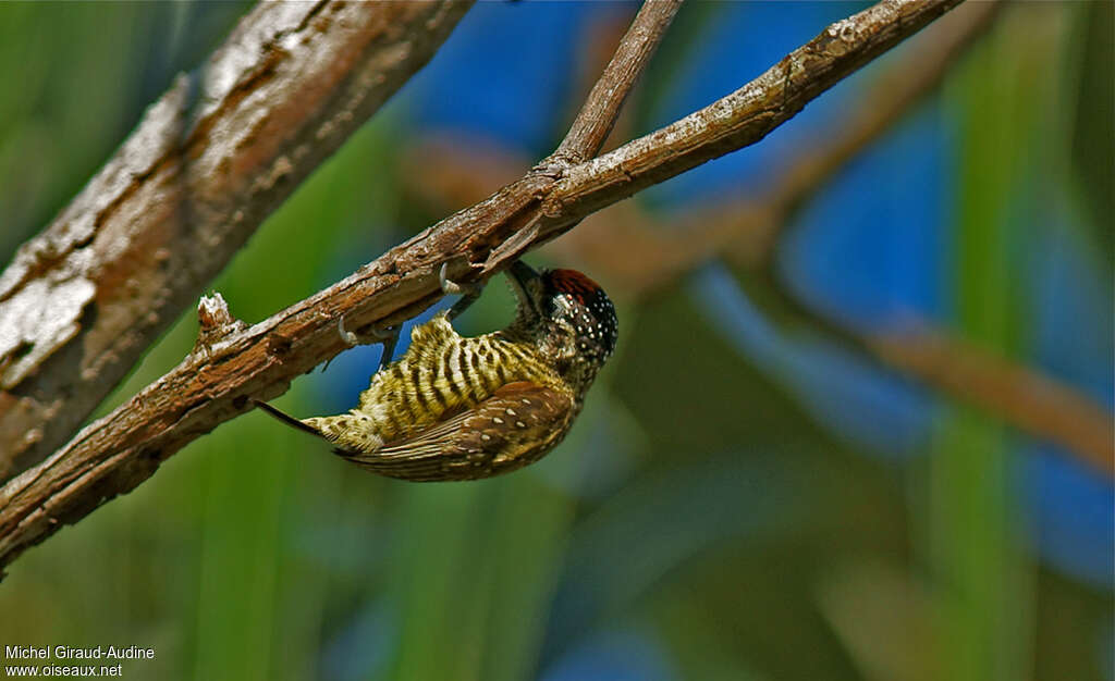 Golden-spangled Piculetadult, eats