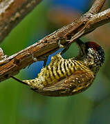 Golden-spangled Piculet