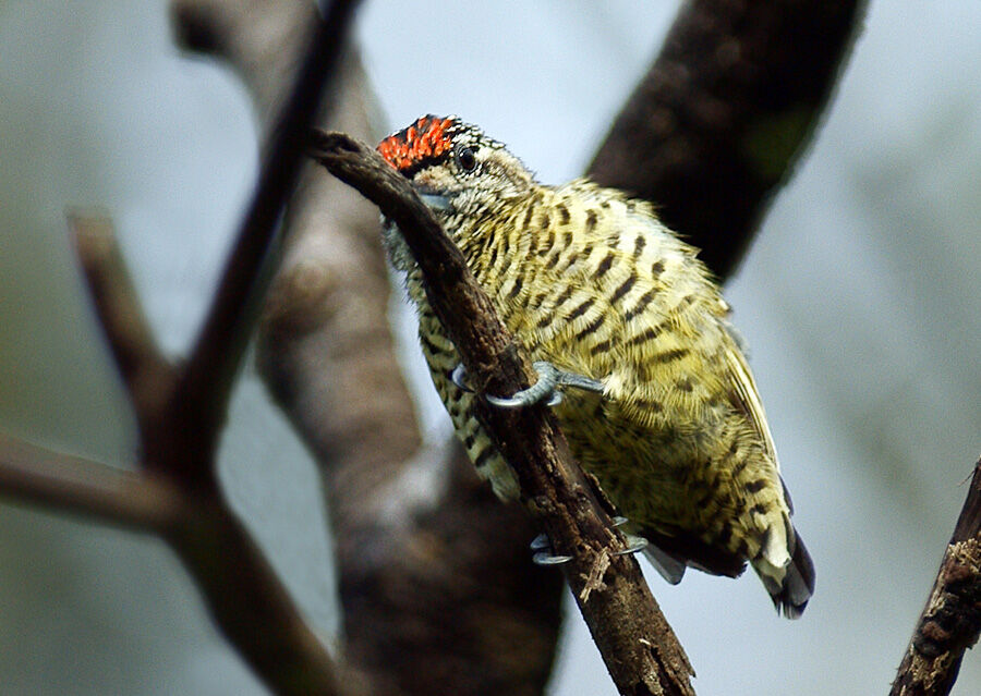 Golden-spangled Piculet, identification