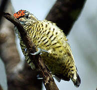 Golden-spangled Piculet