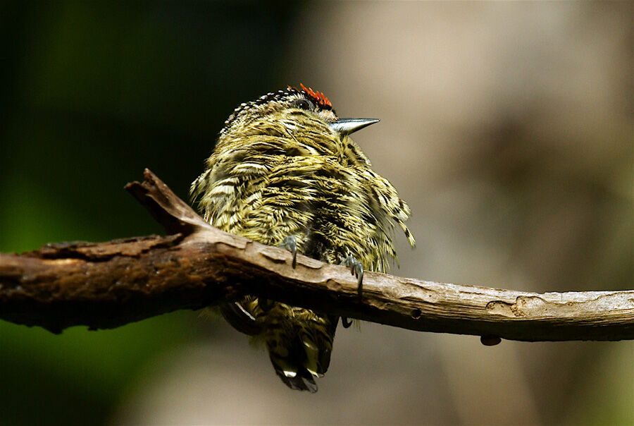 Golden-spangled Piculet, identification