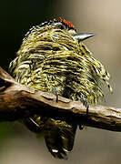 Golden-spangled Piculet