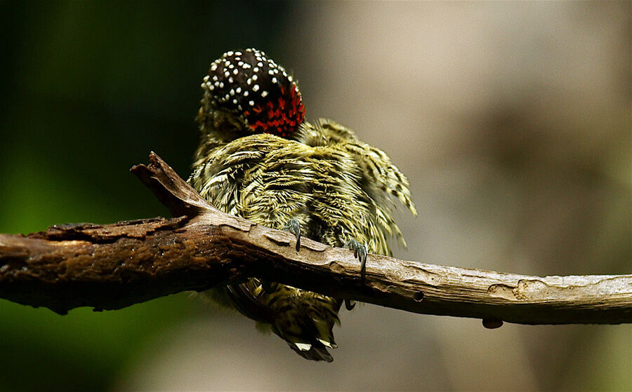 Golden-spangled Piculet, identification