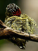 Golden-spangled Piculet