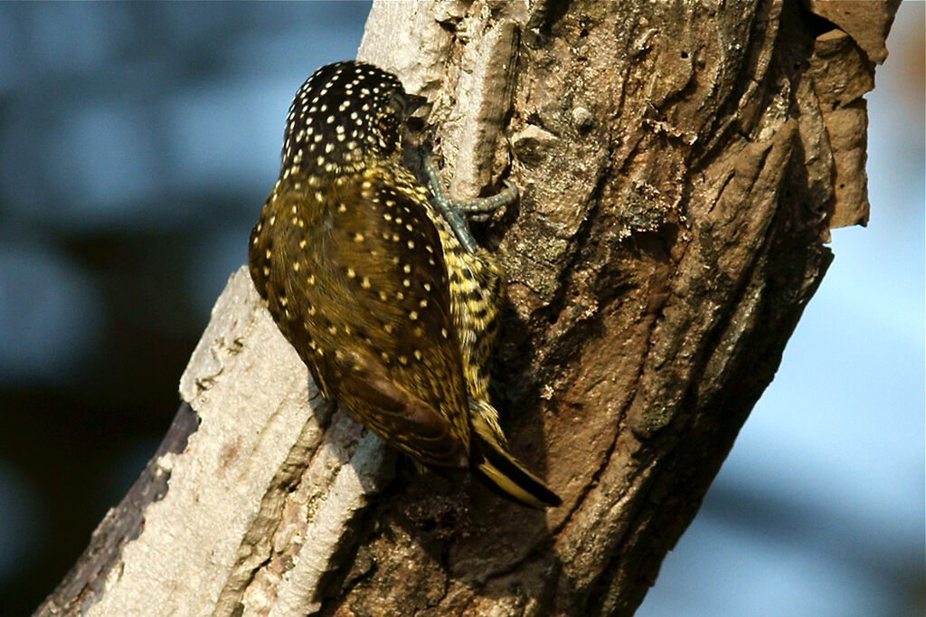 Golden-spangled Piculet female adult