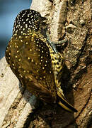 Golden-spangled Piculet