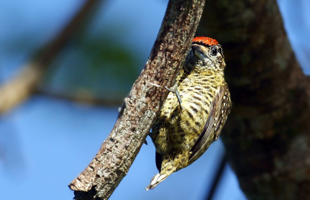 Golden-spangled Piculet