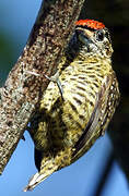 Golden-spangled Piculet