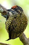 Golden-spangled Piculet