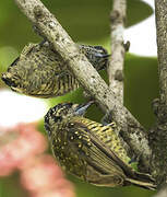 Golden-spangled Piculet