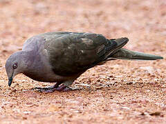 Plumbeous Pigeon