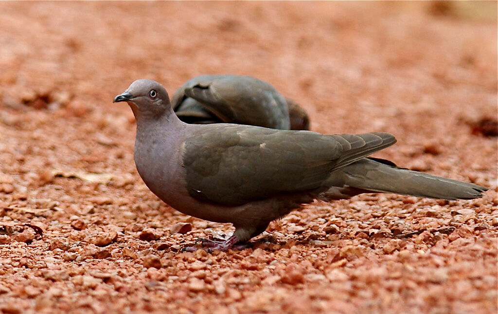 Pigeon plombé