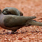 Pigeon plombé