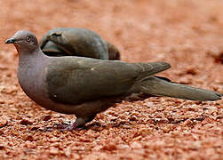 Plumbeous Pigeon