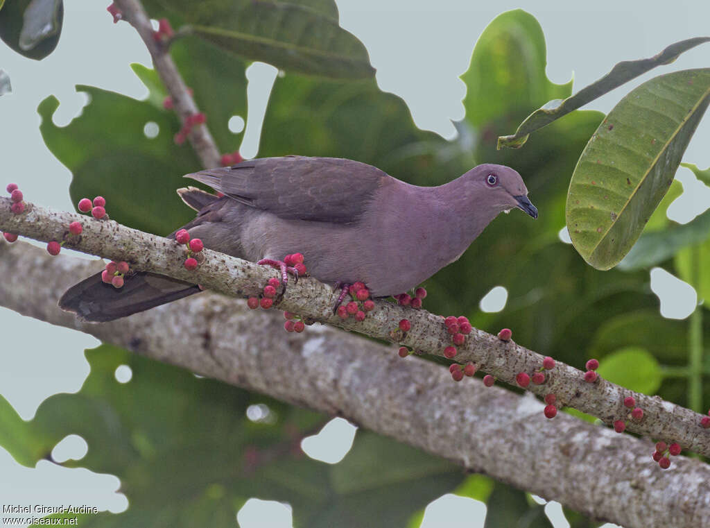 Plumbeous Pigeonadult, habitat, pigmentation