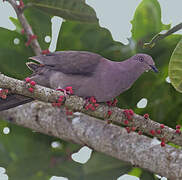 Plumbeous Pigeon