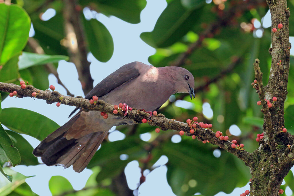 Plumbeous Pigeon, eats