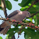 Pigeon plombé