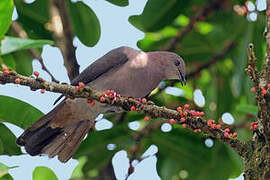 Plumbeous Pigeon