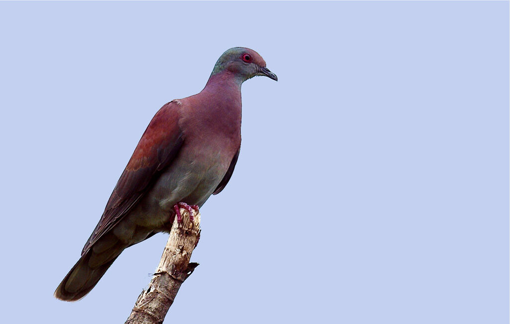 Pale-vented Pigeon