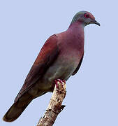 Pale-vented Pigeon